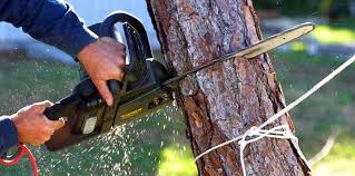 Best Tree Risk Assessment  in South Lake Tahoe, CA