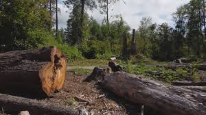 South Lake Tahoe, CA Tree Services Company