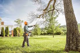Best Fruit Tree Pruning  in South Lake Tahoe, CA