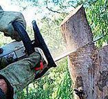 How Our Tree Care Process Works  in  South Lake Tahoe, CA