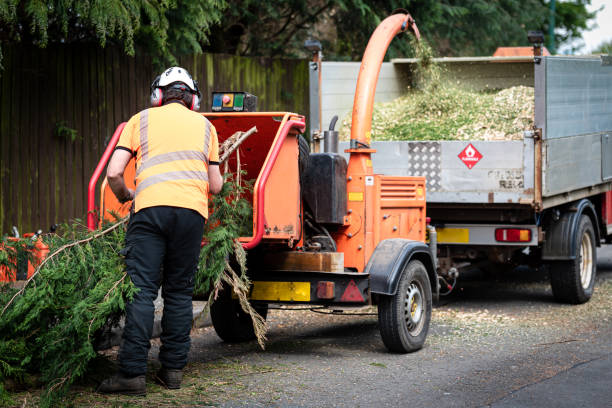 Best Tree and Shrub Care  in South Lake Tahoe, CA