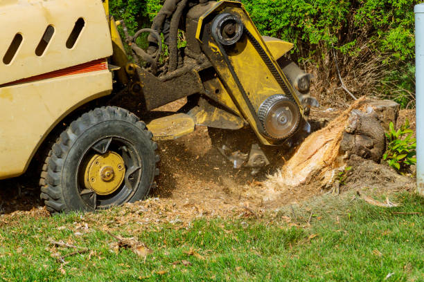 Best Hazardous Tree Removal  in South Lake Tahoe, CA