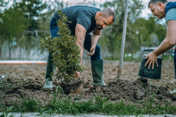 Best Lawn Maintenance Plans  in South Lake Tahoe, CA
