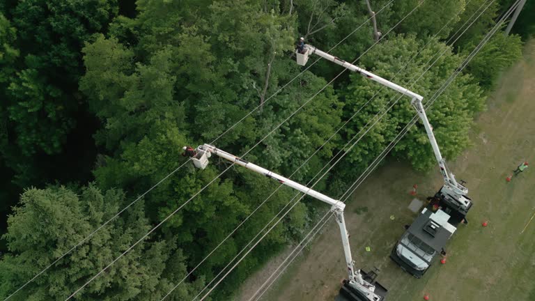 Best Root Management and Removal  in South Lake Tahoe, CA