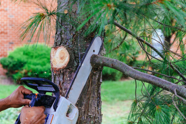 Best Leaf Removal  in South Lake Tahoe, CA